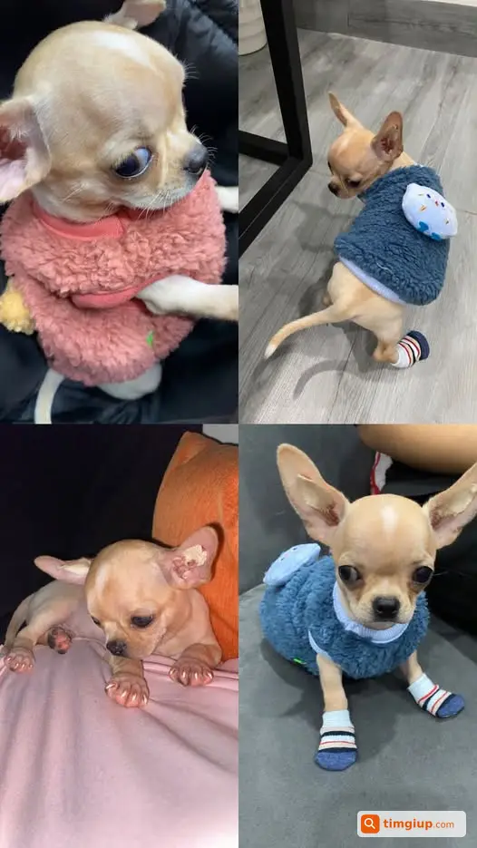 Tìm Chó Chihuahua Tên Bia Nặng 3kg Lạc Tại Kim Liên, Đống Đa