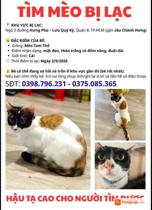 Mèo Tam Thể Thất Lạc Tại Ngã 3 Hưng Phú, Quận 8