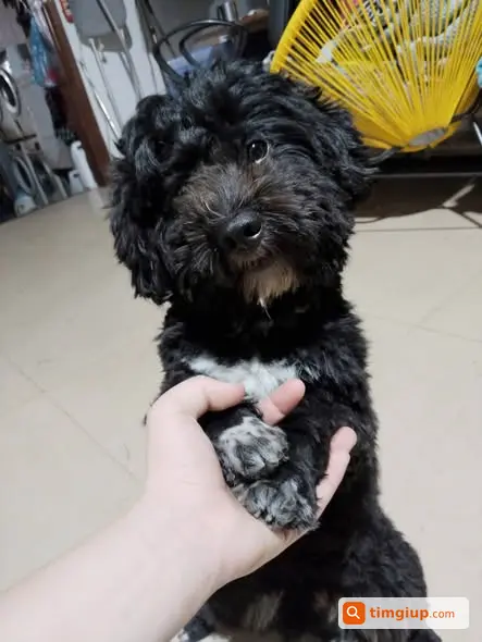Tìm Chó Poodle Đen Lạc Tại Phan Bá Vành, Hà Nội