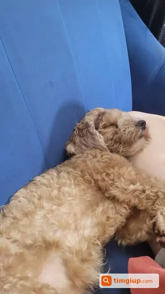 Chó Lucky Thất Lạc Tại Tân Phú, Khuông Việt, Trịnh Đình Trọng