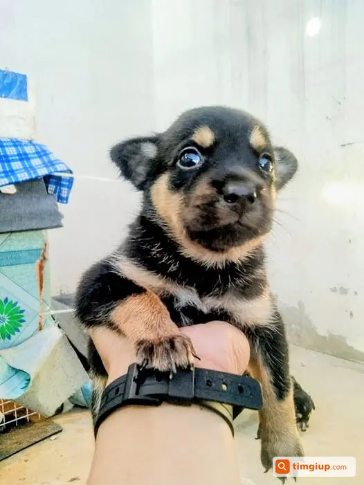 Bé Chó Nhỏ Lai Cần Tìm Chủ Nhận Nuôi Tại Hà Nội