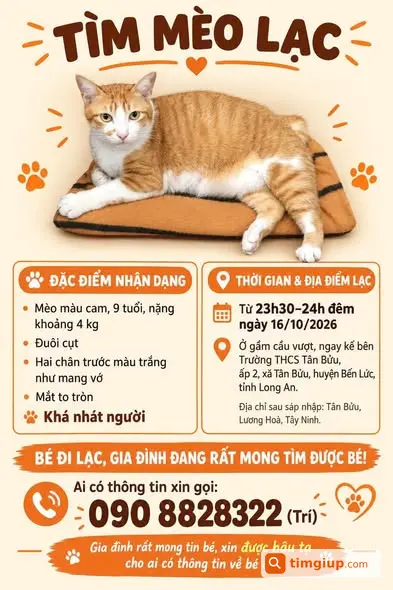 Mèo Cam 9 Tuổi Đuôi Cụt Thất Lạc Gần Trường THCS Tân Bửu