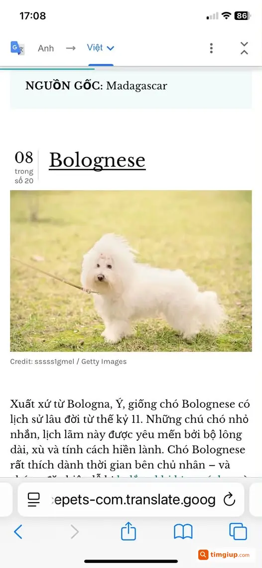 Nhặt Được Chó Gần Giống Tn, Có Xích, Tìm Chủ Nhân