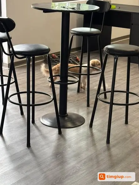 Bé Cún Bon Bon Đi Lạc Tại Khu Khai Sơn, Long Biên, Hà Nội