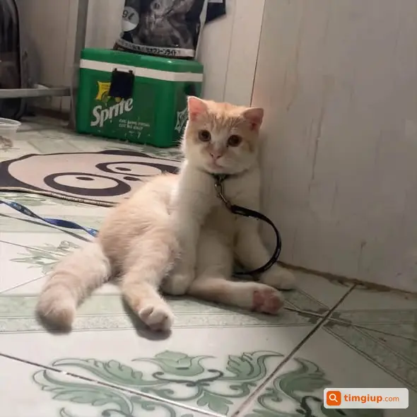 Tìm Mèo Kẹo Đeo Vòng Xanh Thất Lạc Tại Nguyễn Văn Trỗi, Bình Dương