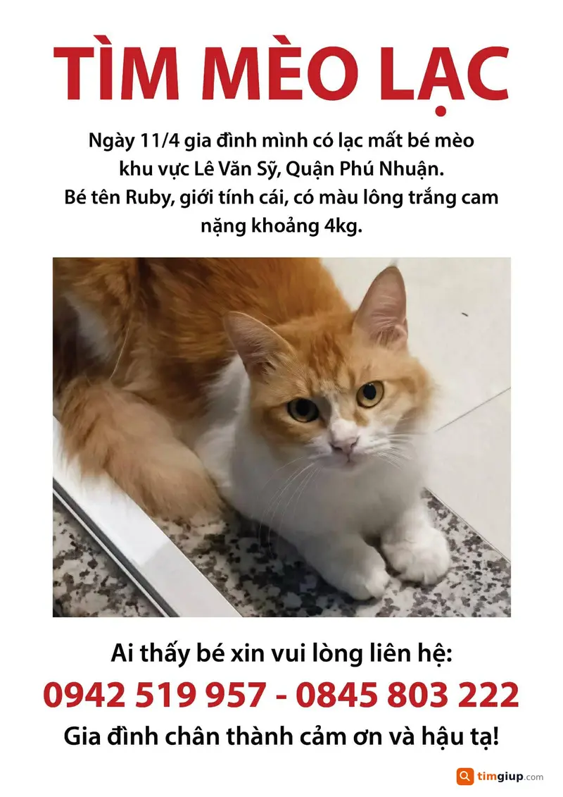 Tìm mèo Ruby trắng cam lạc tại Lê Văn Sỹ, Phú Nhuận TP.HCM