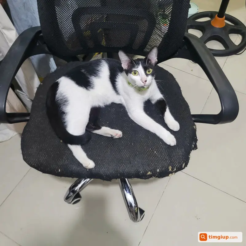 Mèo Bò Sữa Thất Lạc Tại Đường Linh Trung, TP.HCM