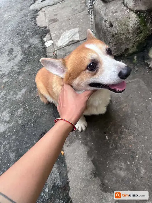 Tìm Chó Thất Lạc Đang Ở 139 Đê Tô Hoàng Chờ Chủ Đến Đón