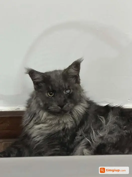 Maine Coon Lông Tro Thất Lạc Tại Cầu Cốc, Tây Mỗ