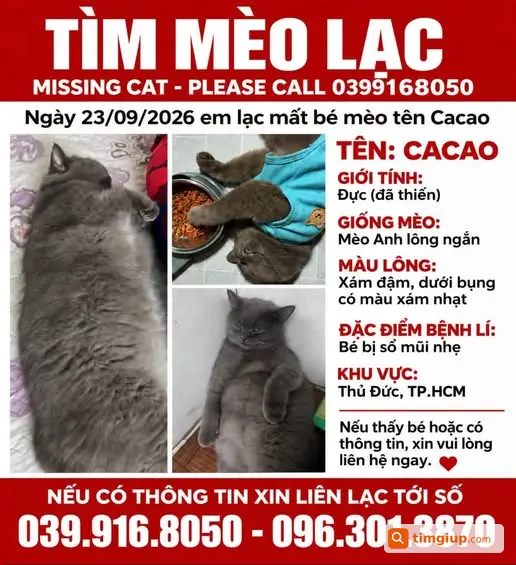 Mèo Anh Lông Ngắn Thất Lạc Tại Lã Xuân Oai, Thủ Đức