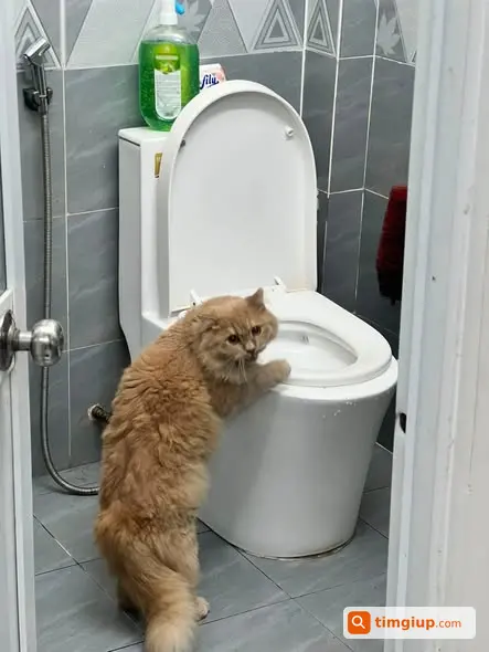 Mèo Cam Vàng Thất Lạc Khu Vực Phan Văn Trị Bình Thạnh