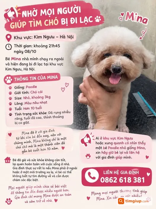 Tìm Chó Poodle Mina 10 Tuổi Lông Nâu Nhạt Đi Lạc Ở Kim Ngưu