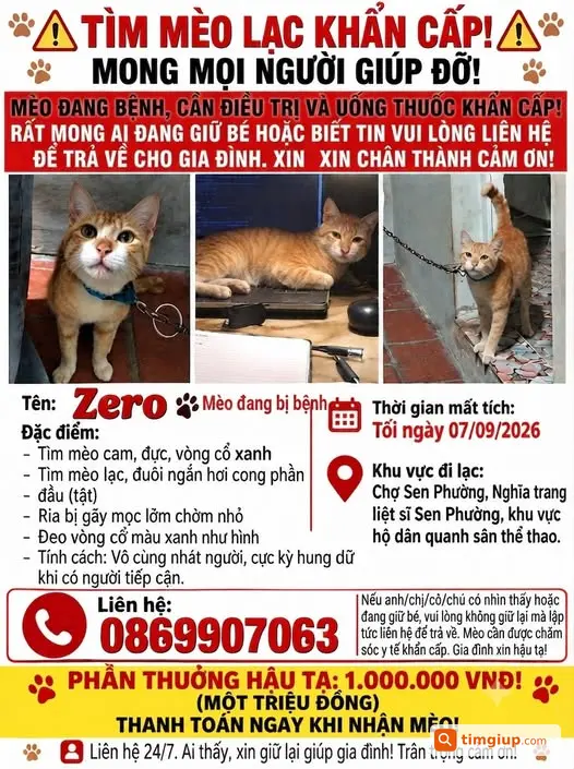 Mèo Cam Đực Đuôi Ngắn Thất Lạc Tại Sen Chiểu, Sen Phương