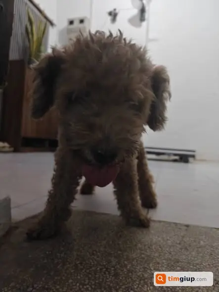 Tìm Chó Poodle Đực Thất Lạc Tại Trần Đăng Ninh, Cầu Giấy