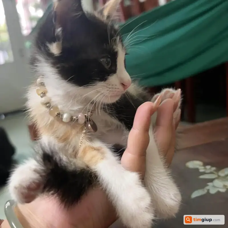 Tìm Mèo Tam Thể Dàng Thất Lạc Tại Nguyễn Xiển, TP.HCM