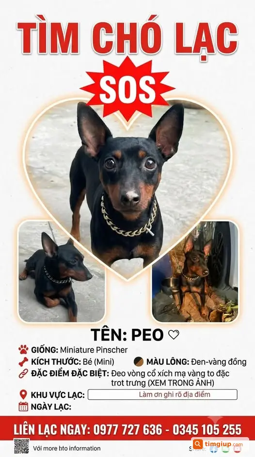 Chó Mini Pinscher Tên Peo Thất Lạc Khu Vực Long Biên