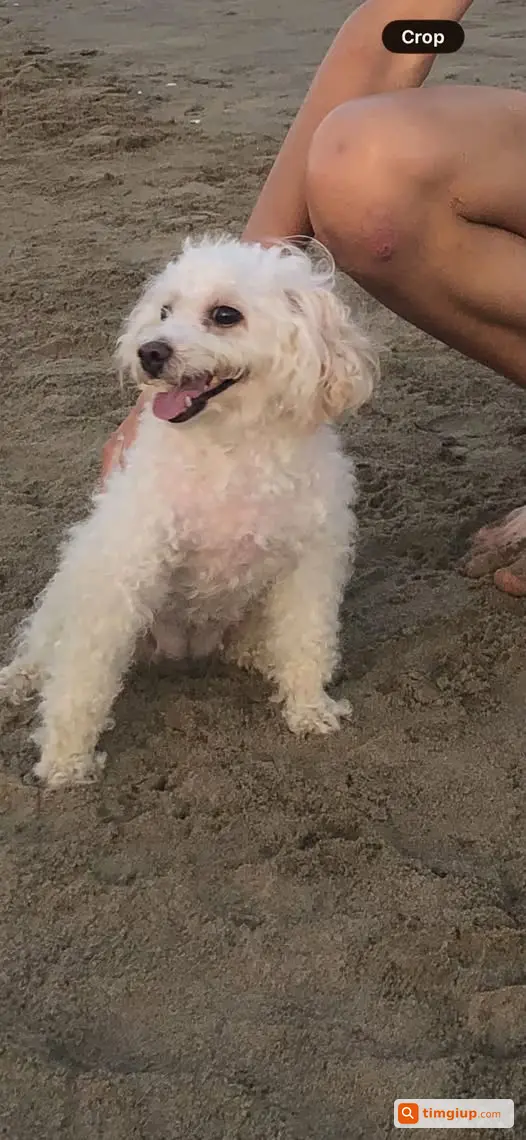 Chó Poodle Trắng 11 Tuổi Thất Lạc Lúc 10h Tại Hoàng Quốc Việt, Hà Nội