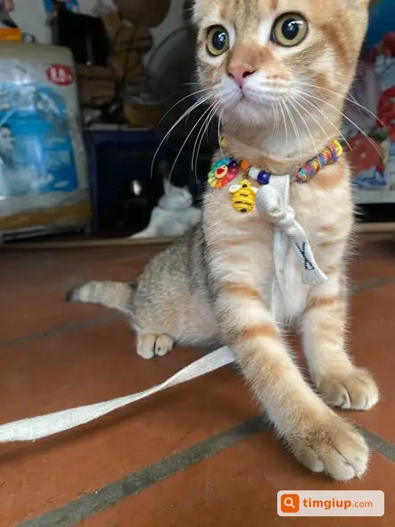 Mèo Đi Lạc Vào Nhà Dân, Tìm Chủ Đón Về Tại Địa Phương