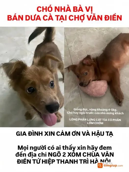 Tìm Chó Lạc Lông Nâu Pha Đen Tại Chợ Văn Điển, Thanh Trì