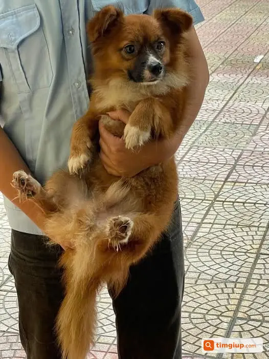 Chó Đi Lạc Vào Phố Ngụy Như Kon Tum, Thanh Xuân, Hà Nội