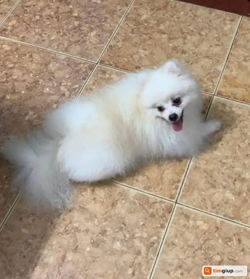 Tìm bé chó Phốc sóc màu trắng tên Gấu tại Đào Tấn, Hà Nội