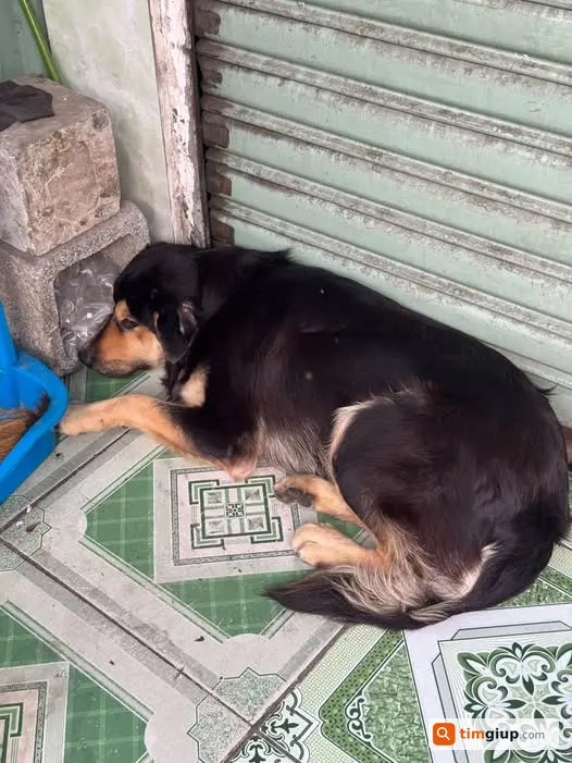 Tìm Chó Bị Tai Nạn Tại Đường Văn Tiến Dũng, Bình Hưng