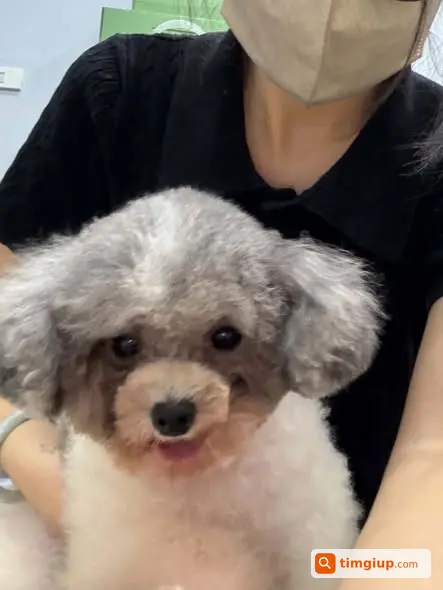 Chó Poodle Lạc Tại Khu Vực 521 Cổ Nhuế, Hà Nội