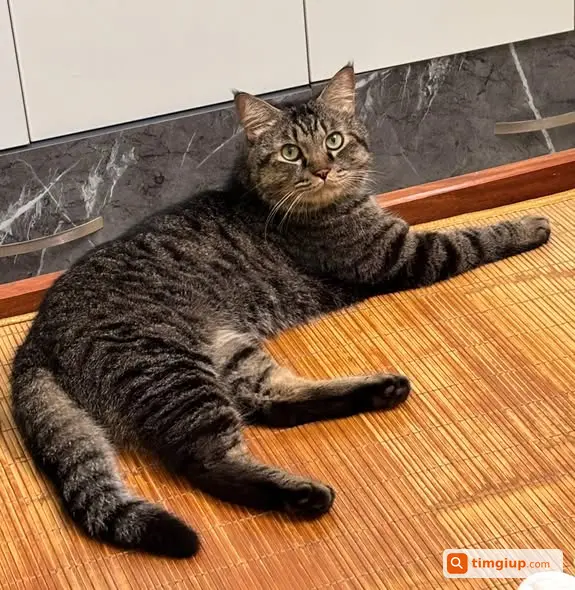 Mèo Tabby Đực Đeo Vòng Vàng Lạc Tại Thanh Am, Long Biên