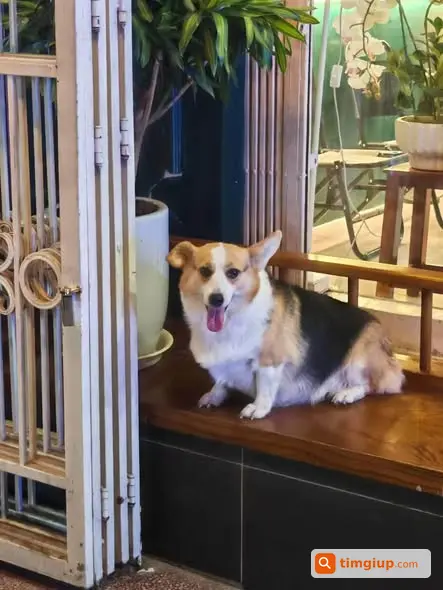 Corgi 12kg Thất Lạc Tại Hồ Ngọc Khánh, Giảng Võ Ngày 17-9