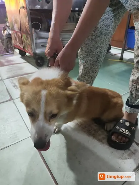 Nhặt Được Chó Corgi Tại Ngõ 293 Ngọc Thụy, Long Biên