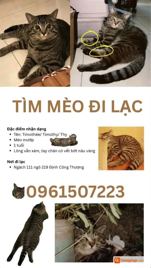 Mèo Nhà Đi Lạc Ở Khu Định Công Thượng, Hà Nội