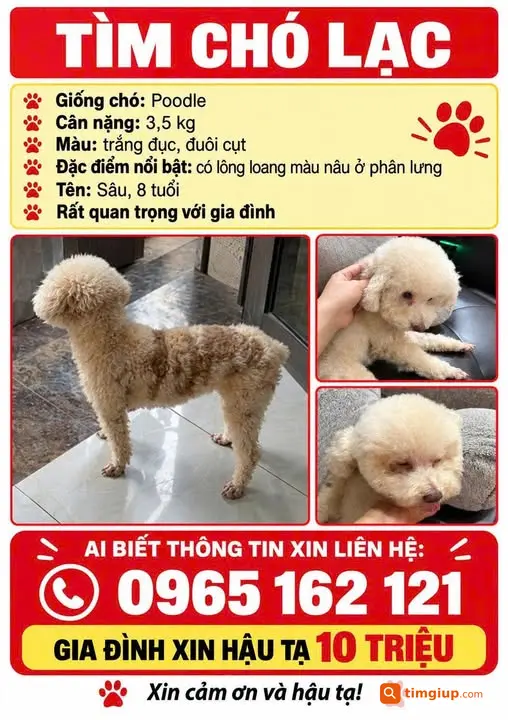 Chó Poodle Thất Lạc Quanh Trại Thủy Liên Bảo, Vĩnh Yên