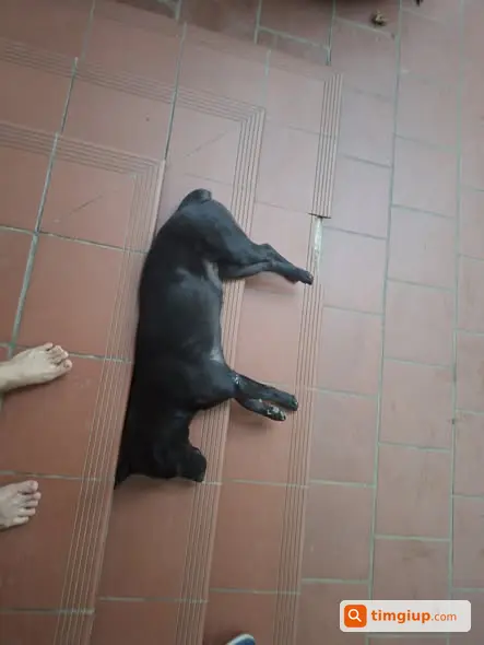 Tìm Chó Cái Đen Tuyền Lai Mông Cộc Đi Lạc Tại Ngọc Thụy