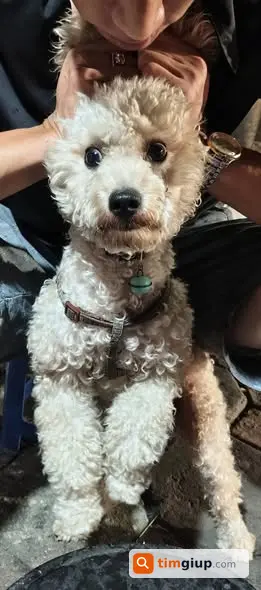 Tìm Chó Poodle Trắng Kem Thất Lạc Tại Phạm Tuấn Tài, Cầu Giấy