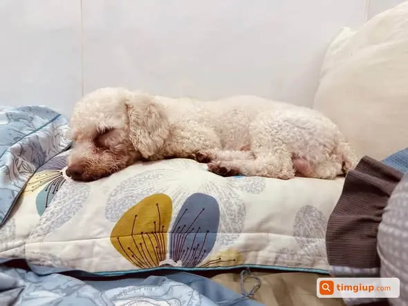 Chó Trắng Sữa Thất Lạc Khu Vực Đền Lừ, Hoàng Mai, Hà Nội
