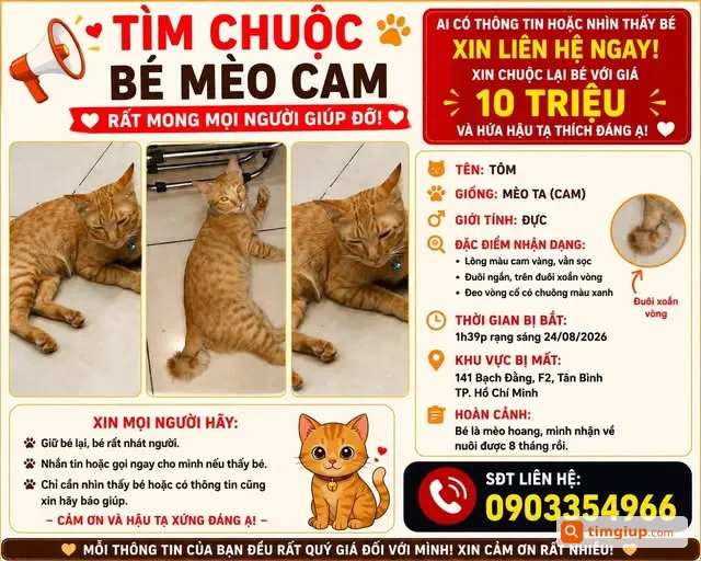 Mèo Cam Tôm Bị Bắt Tại Bạch Đằng, Tân Bình, TP HCM