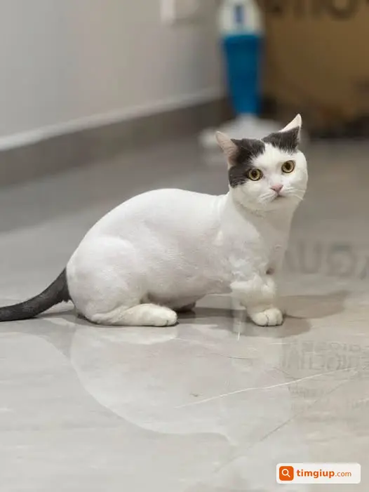 Tìm Mèo Thất Lạc Vừa Cạo Lông, Đuôi Đen Tại TP.HCM