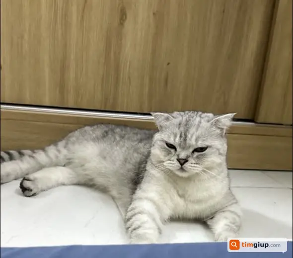 Tìm Mèo Lông Xám Thất Lạc Ở Đường Lê Lai, Tân Bình
