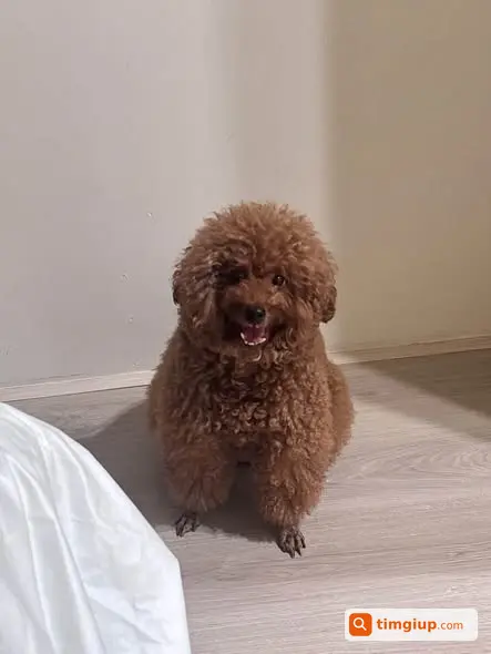 Poodle Cái Lớn Tuổi Đi Lạc Tại Chung Cư Ngô Gia Tự Quận 10