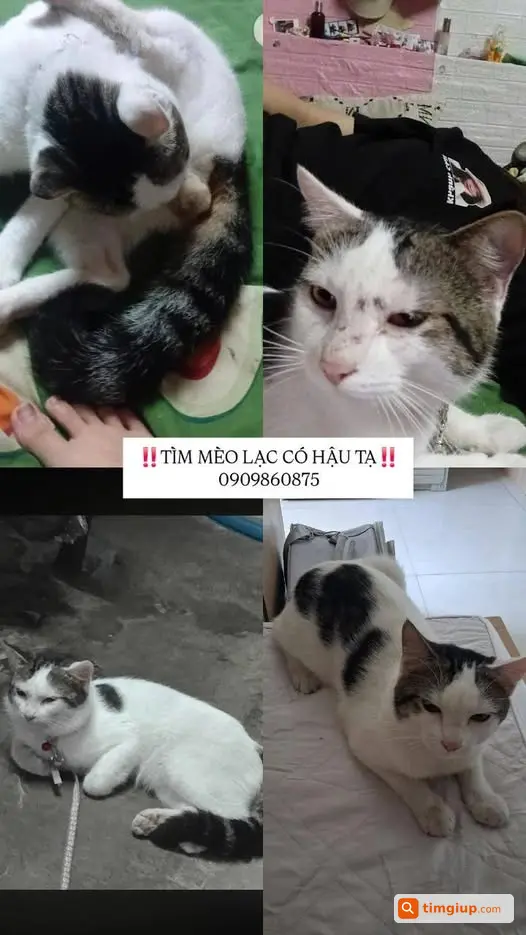 Tìm Mèo Ta Đực Tên Bánh Lạc Tại Củ Chi, TP.HCM
