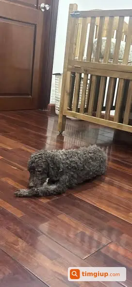 Poodle Đực Không Đuôi Đi Lạc Tại Flc Landmark Tower Mỹ Đình