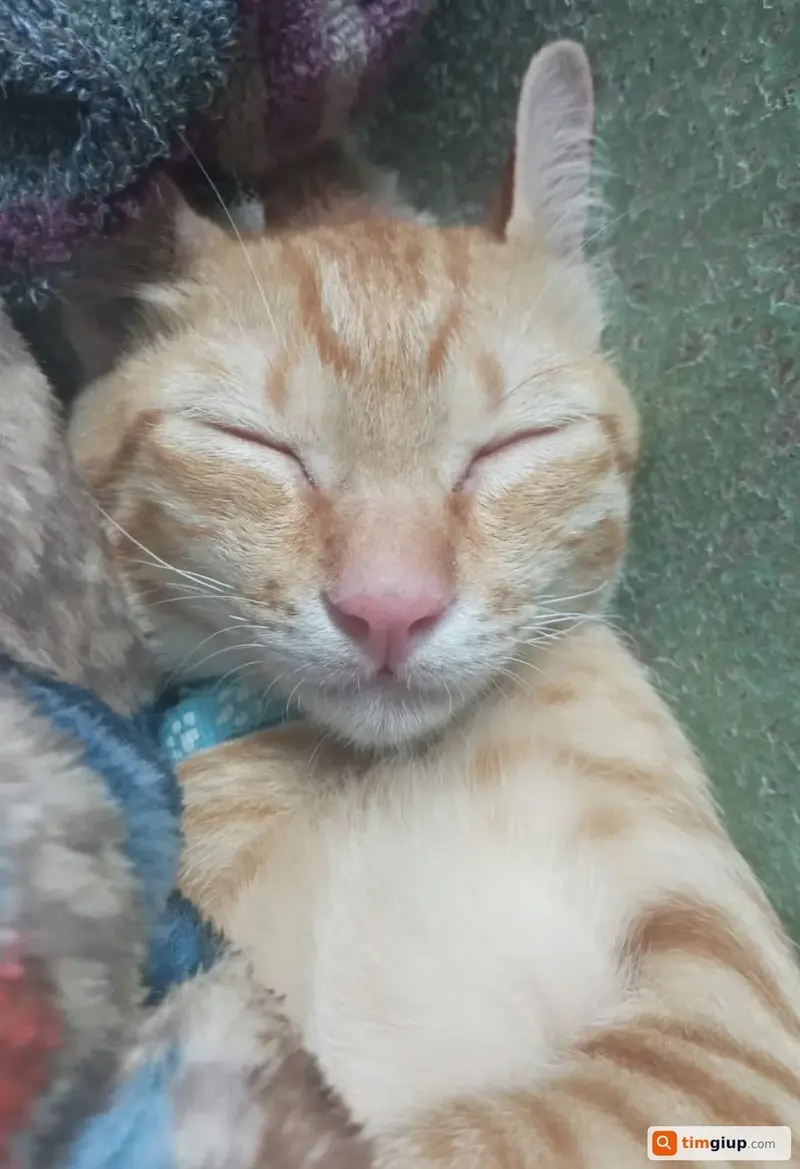 Ảnh 3