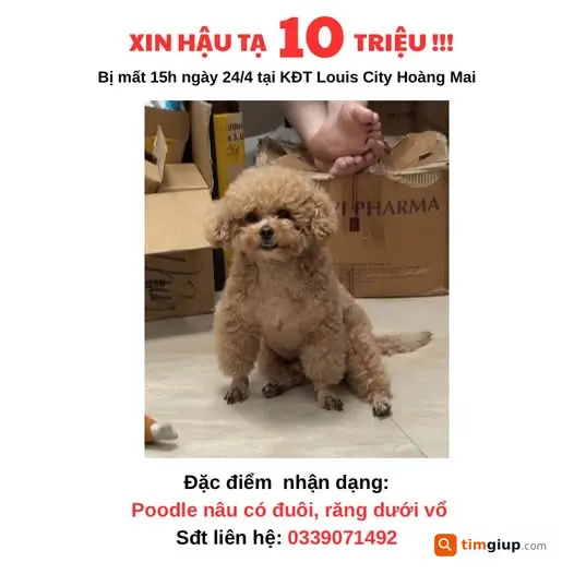 Tìm Chó Poodle Nâu Có Đuôi Thất Lạc Tại Louis City Hoàng Mai