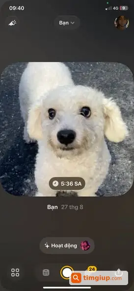Poodle Dola Trắng Vàng Lạc Tại Làng Vân, Yên Viên, Hà Nội