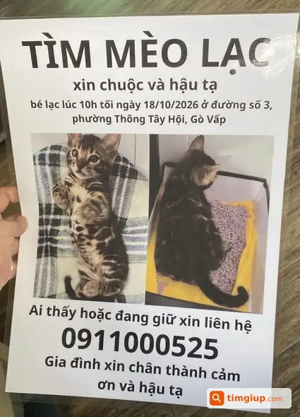 Mèo Con Chưa Đầy 2 Tháng Tuổi Đi Lạc Tại Thông Tây Hội, Gò Vấp