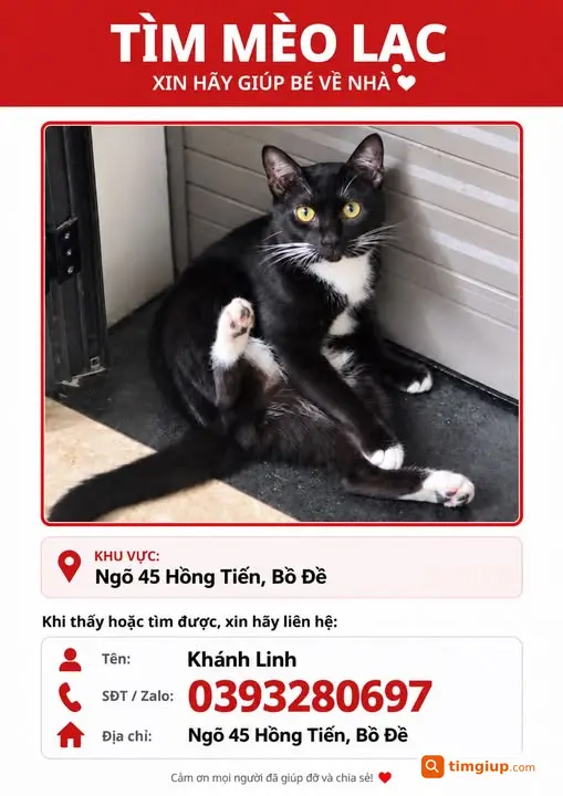 Mèo Tuxedo Đen Trắng Thất Lạc Tại Ngõ 45 Hồng Tiến, Hà Nội