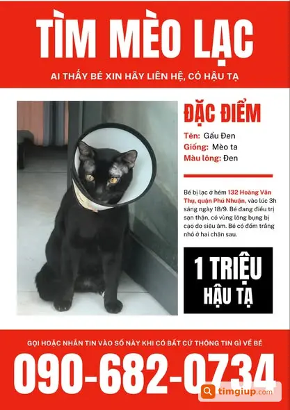 Mèo Gấu Đen Thất Lạc Tại Hẻm 132 Hoàng Văn Thụ