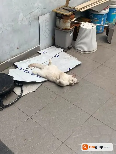 Tìm Mèo Thất Lạc Lông Trắng Xám Tại Bình Tân, TP.HCM