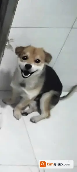 Tìm Chó Đực Lạc Màu Đen Đầu Vàng Ở Bình Tân, TP.HCM