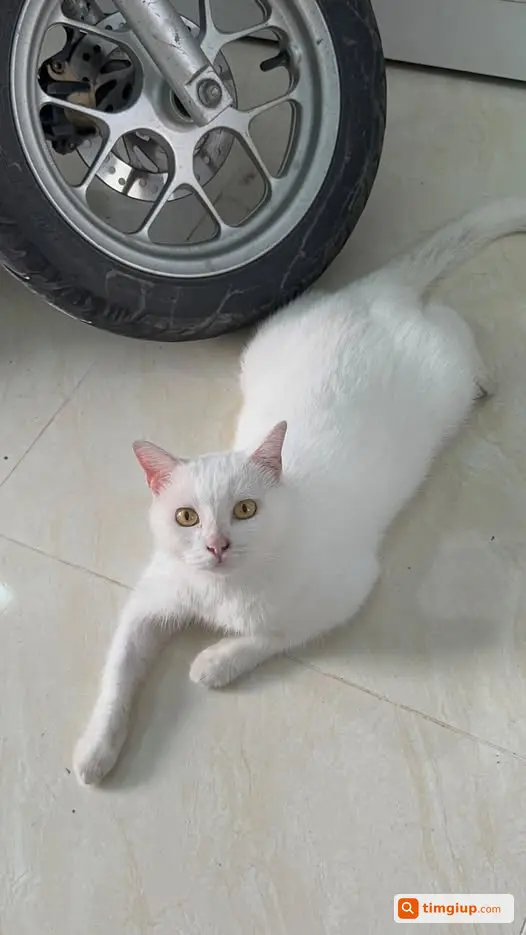 Mèo Cái Trắng Thất Lạc Gần Cầu Tắc Bến Rô, Nhà Bè